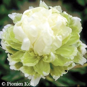 Paeonia lactiflora 'Green Halo'